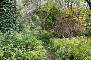 Photo 43- click for photo gallery